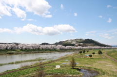 桜　2015
