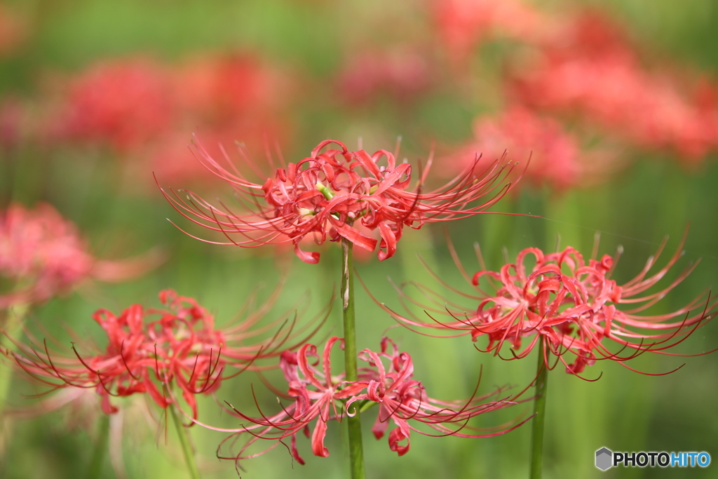 曼珠沙華