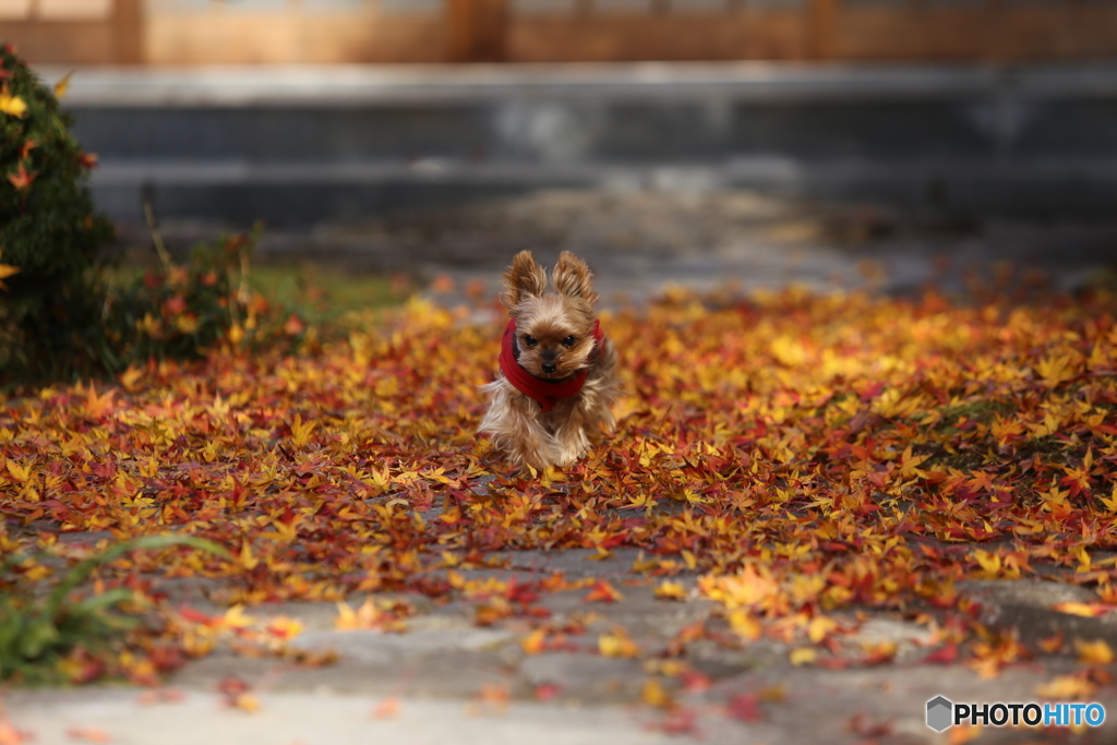 紅葉とワンちゃん