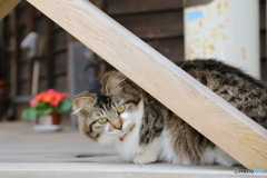 あぶくま駅　猫