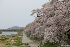 一目千本桜