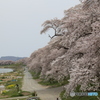 一目千本桜