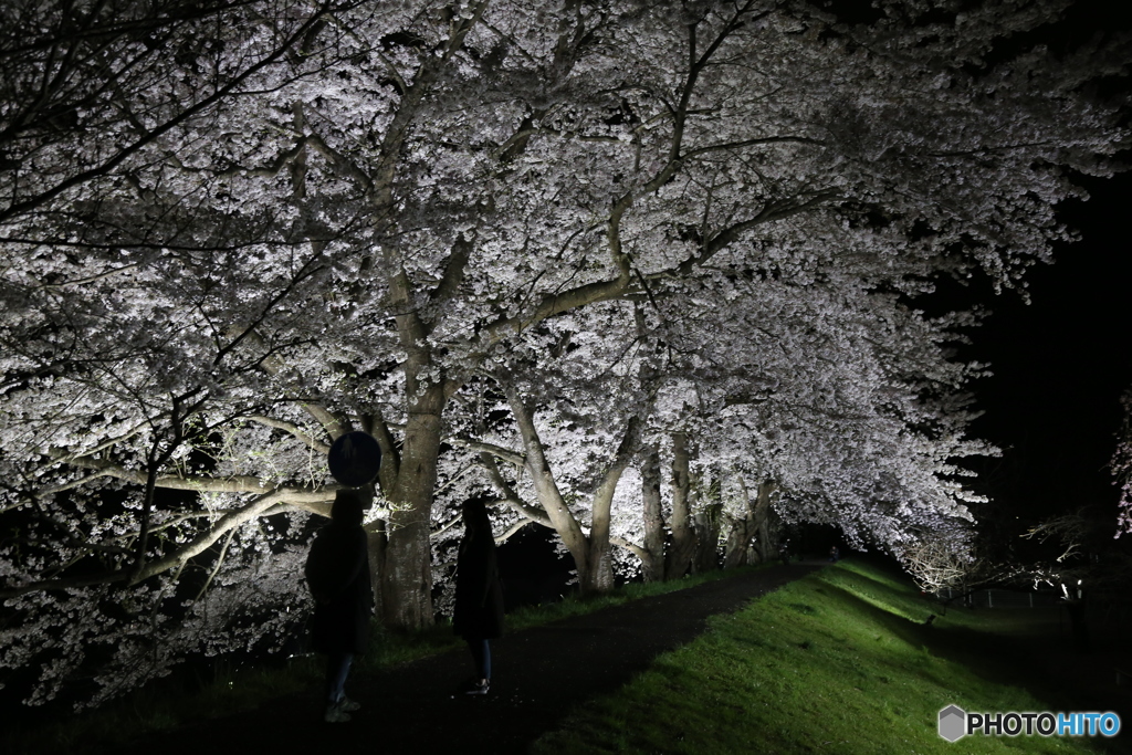 夜桜