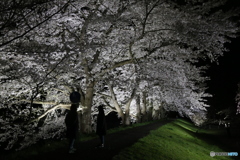 夜桜