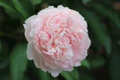 白ピンクの薔薇