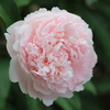 白ピンクの薔薇