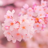 春だよ