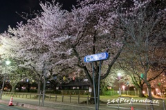 桜通り