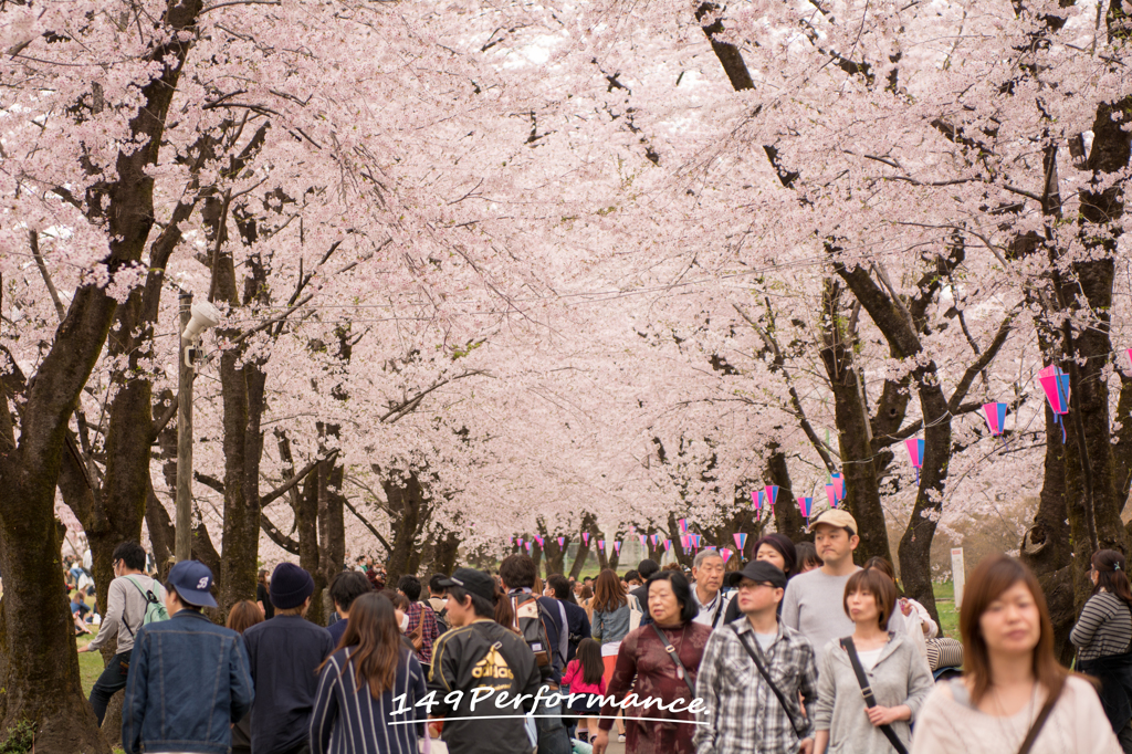 赤城南面千本桜.1