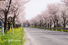 桜並木