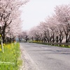 桜並木
