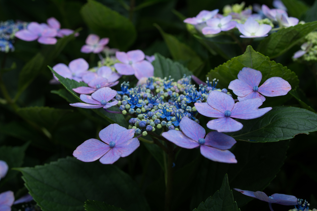 額紫陽花-ガクアジサイ