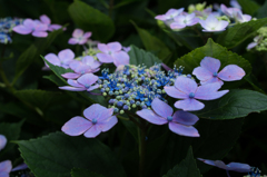 額紫陽花-ガクアジサイ