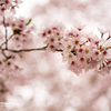 赤城南面千本桜.2