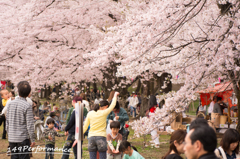 赤城南面千本桜.3