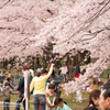 赤城南面千本桜.3