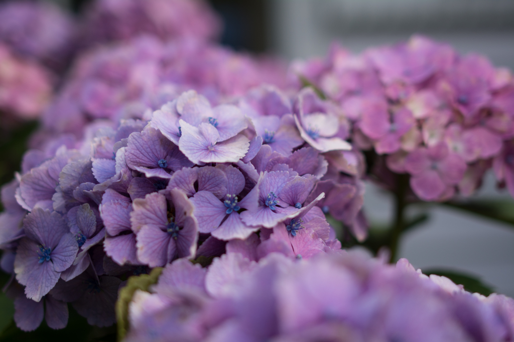 紫陽花-アジサイ