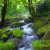大山の自然