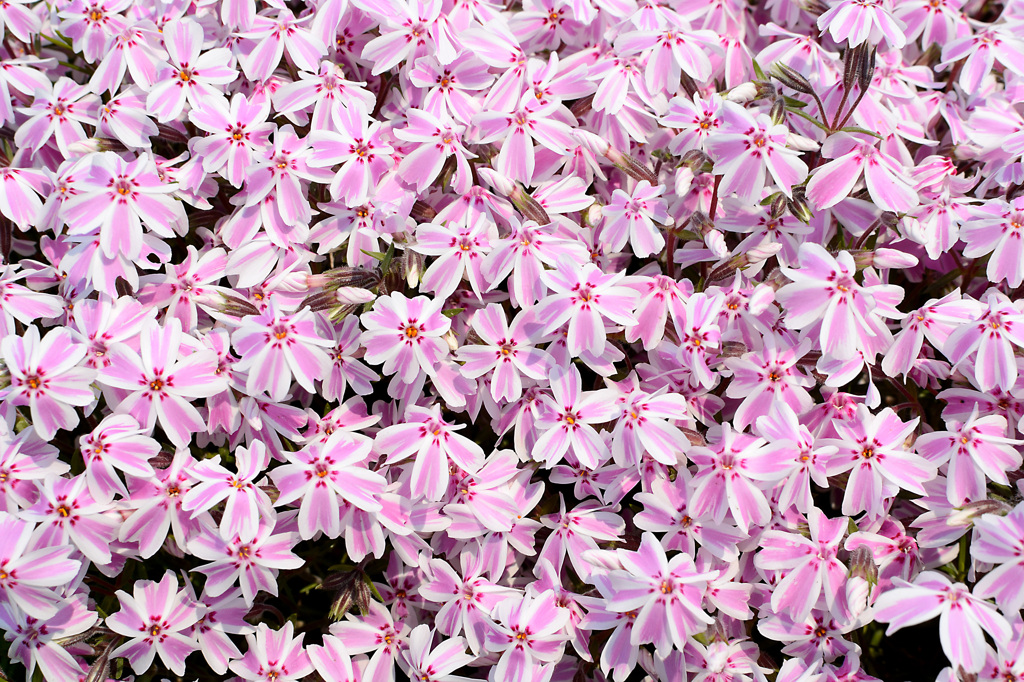 芝桜