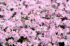 芝桜