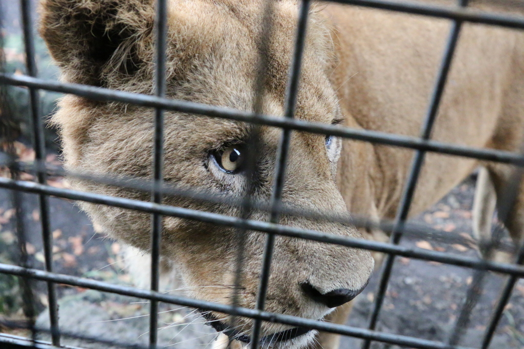 ライオン（♀）