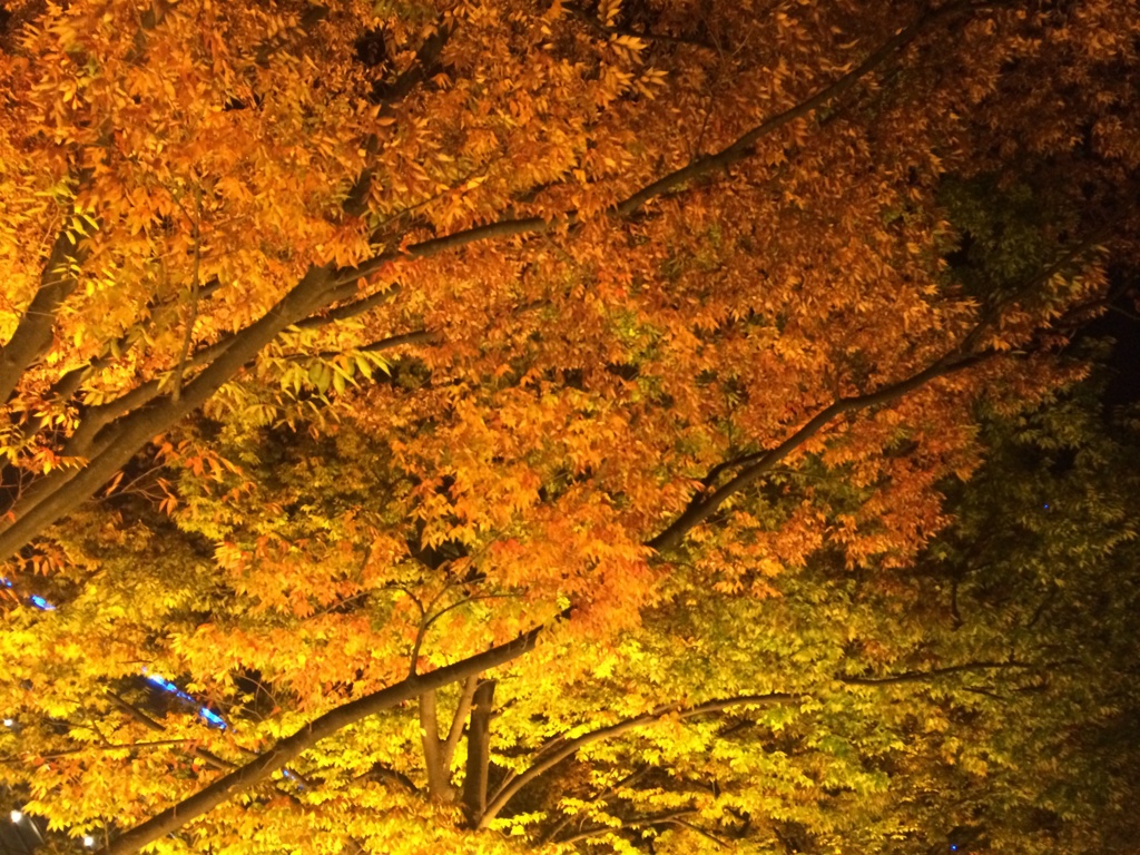 紅葉