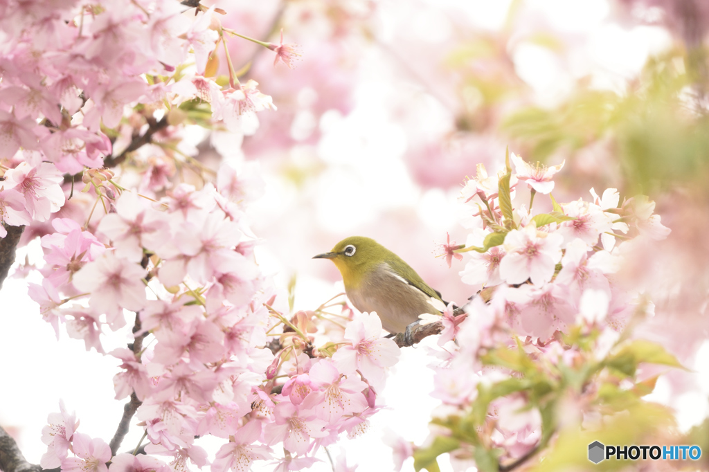 春に囲まれて