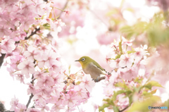 春に囲まれて