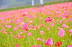 風の吹くままに