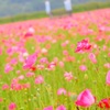 風の吹くままに