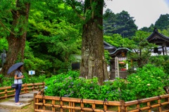 山奥に在るあじさい寺へ。
