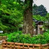 山奥に在るあじさい寺へ。