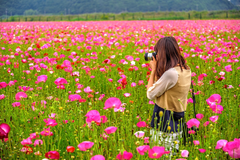 虞美人草〜いたわり・思いやり〜