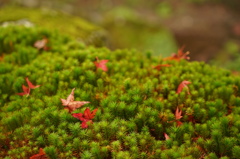 苔と紅葉