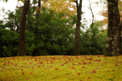 地面にも紅葉