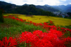 曼珠沙華と棚田