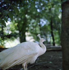 白い鳥