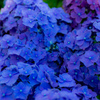 紫陽花