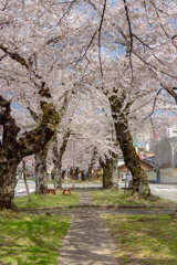 飯田桜並木