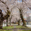 飯田桜並木