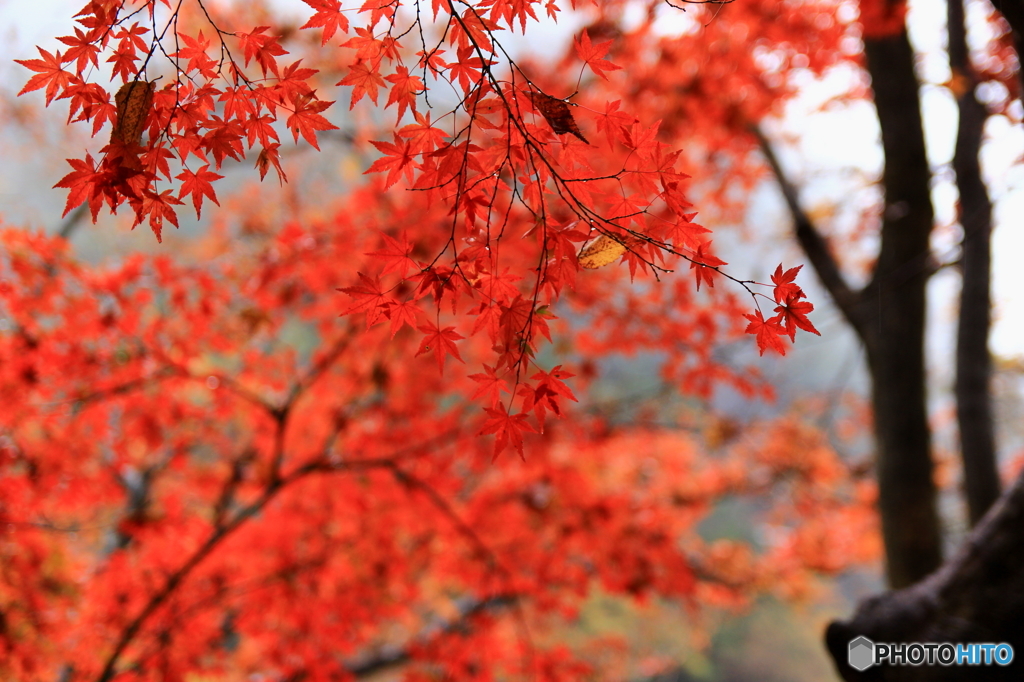 紅の壁