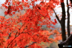 紅の壁