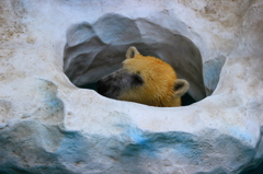 ひょっこり