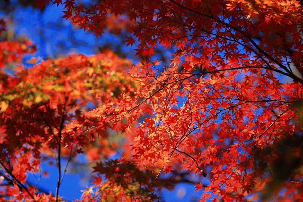 紅と蒼