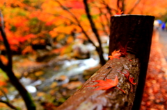 紅葉がぺたり②