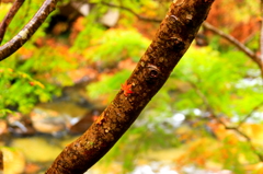 紅葉がぺたり