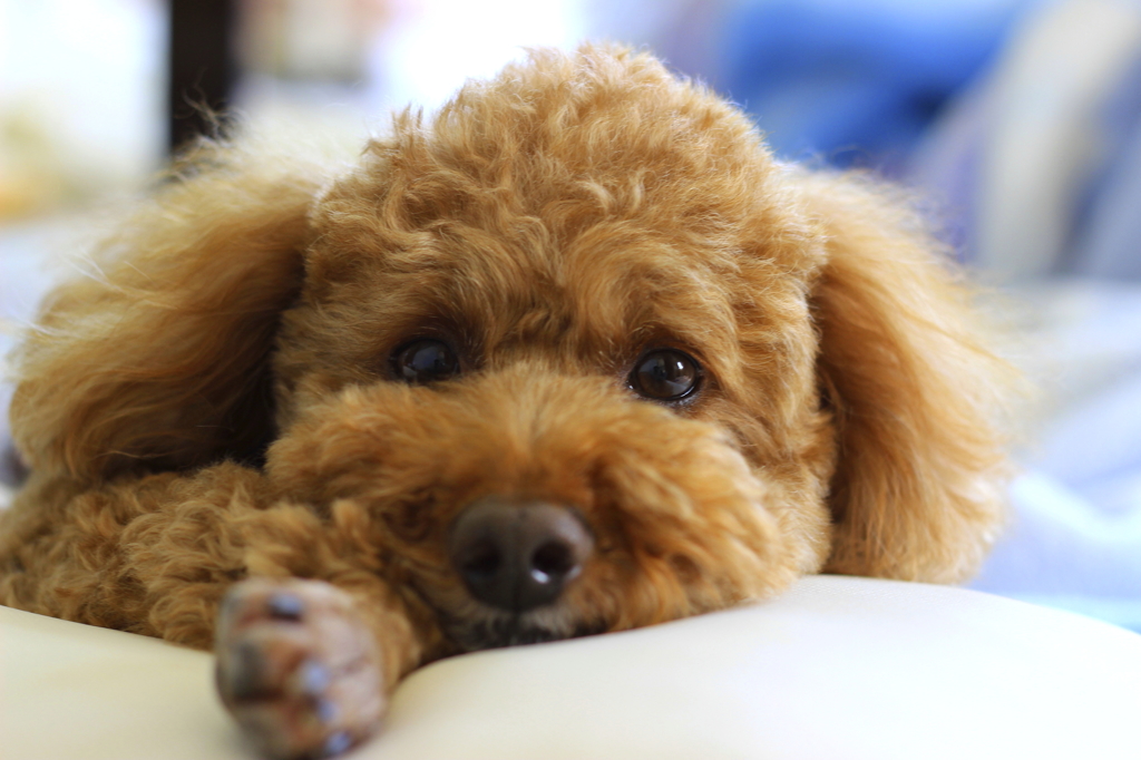 愛犬　#1