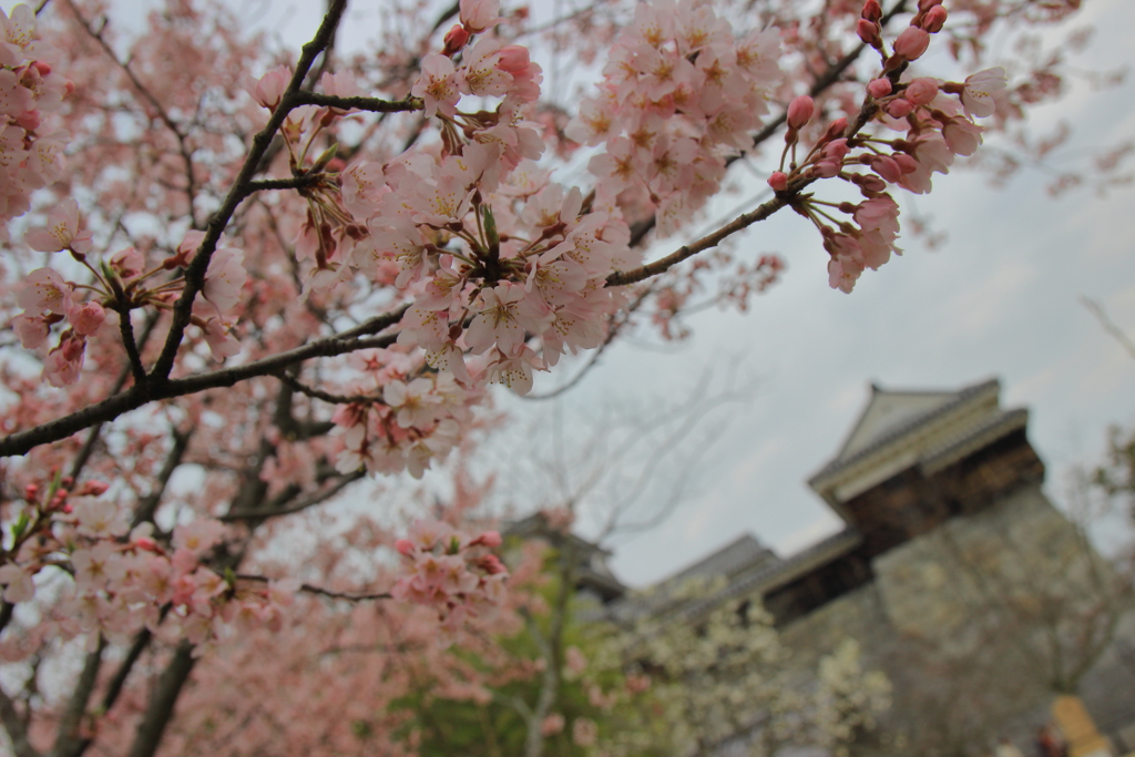 松山城の桜
