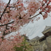 松山城の桜