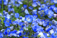 Nemophila